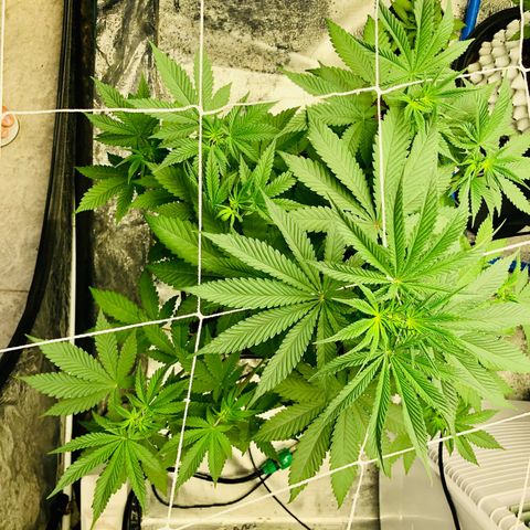 ศรราม growlog timeline photo