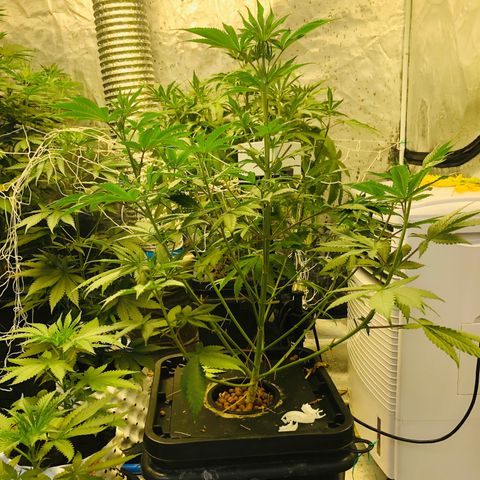 ศรราม growlog photo: Trim