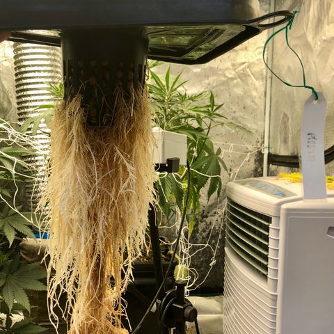 ศรราม growlog photo: Trim