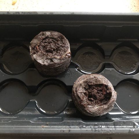 Unknown strain growlog timeline photo