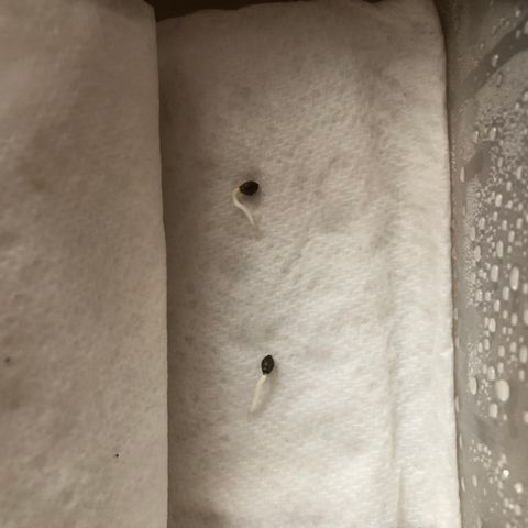 Unknown strain growlog timeline photo
