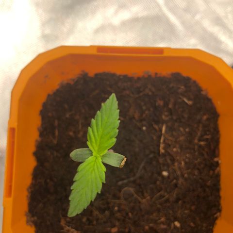 Unknown strain growlog timeline photo
