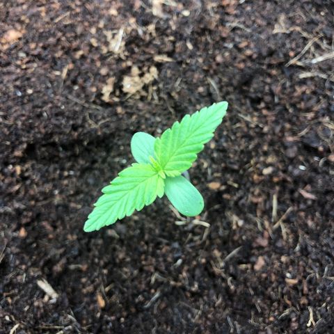 Unknown strain growlog timeline photo