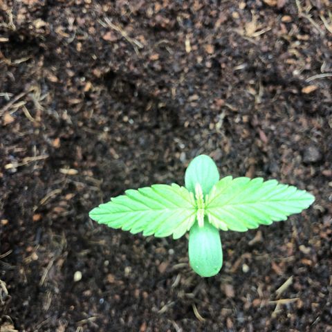Unknown strain growlog timeline photo