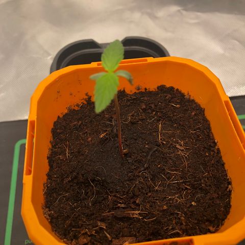 Unknown strain growlog timeline photo