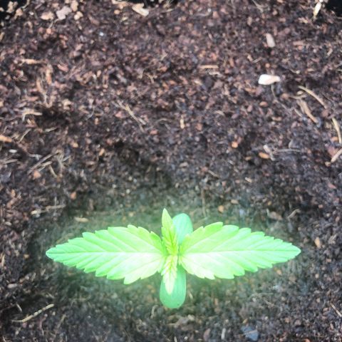 Unknown strain growlog timeline photo