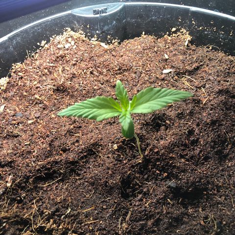 Unknown strain growlog timeline photo