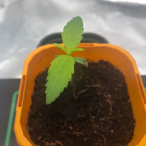 Unknown strain growlog timeline photo
