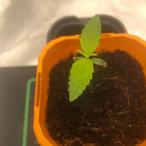 Unknown strain growlog timeline photo