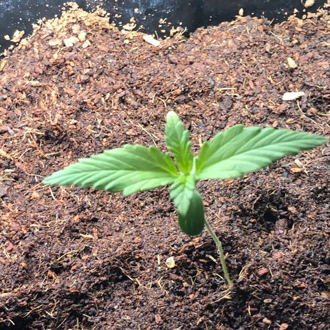 Unknown strain growlog timeline photo