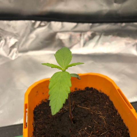 Unknown strain growlog timeline photo