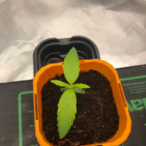 Unknown strain growlog timeline photo