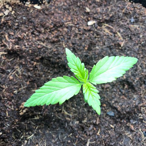 Unknown strain growlog timeline photo