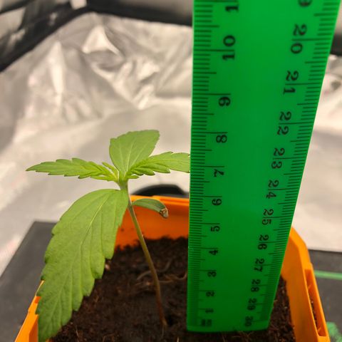 Unknown strain growlog timeline photo