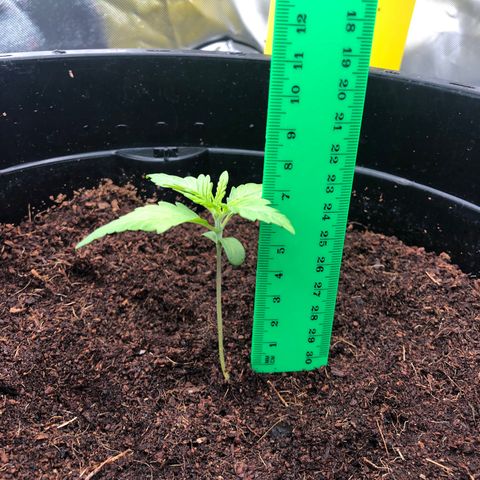 Unknown strain growlog timeline photo