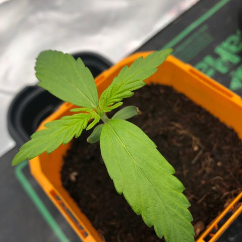 Unknown strain growlog timeline photo