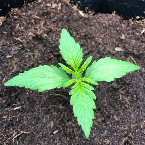Unknown strain growlog timeline photo