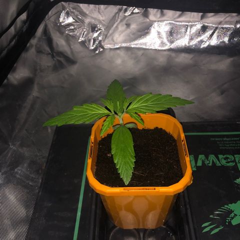 Unknown strain growlog timeline photo