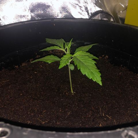 Unknown strain growlog timeline photo