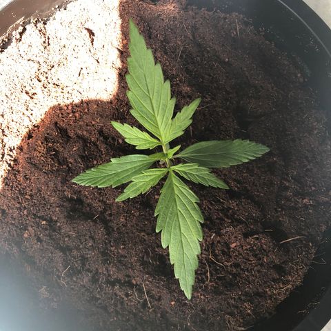 Unknown strain growlog photo: transplanted 