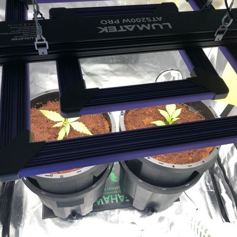 Unknown strain growlog photo: transplanted 