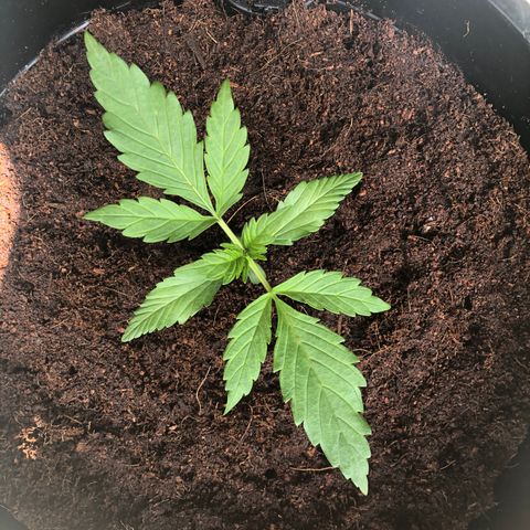 Unknown strain growlog photo: transplanted 