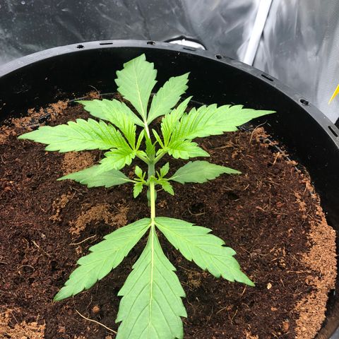Unknown strain growlog timeline photo