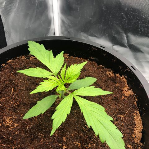 Unknown strain growlog timeline photo
