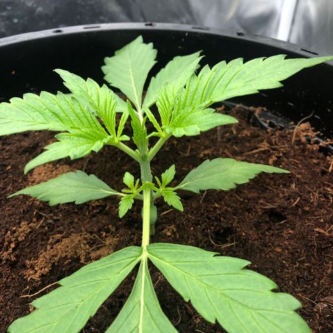 Unknown strain growlog timeline photo