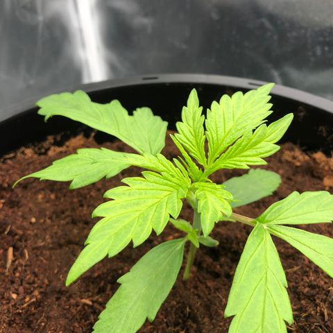 Unknown strain growlog timeline photo