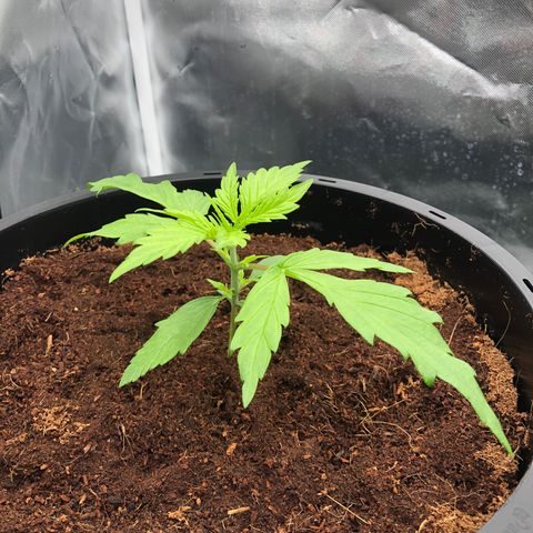 Unknown strain growlog timeline photo