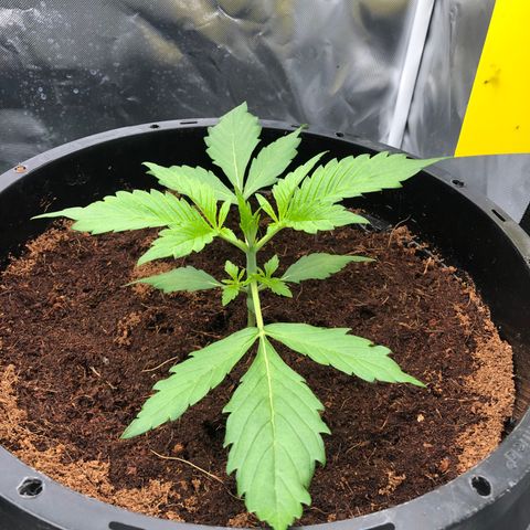 Unknown strain growlog timeline photo