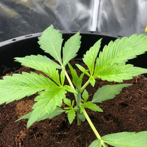 Unknown strain growlog timeline photo