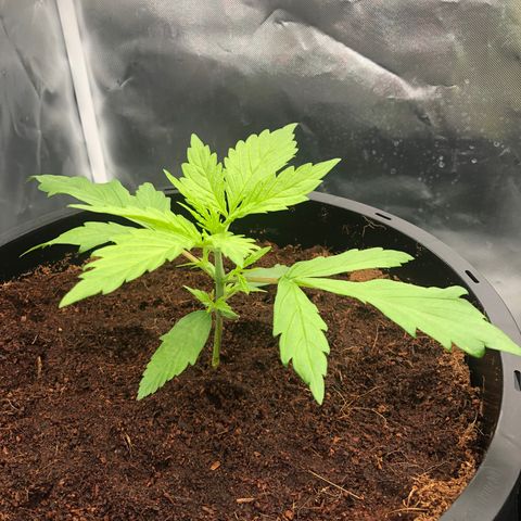 Unknown strain growlog timeline photo