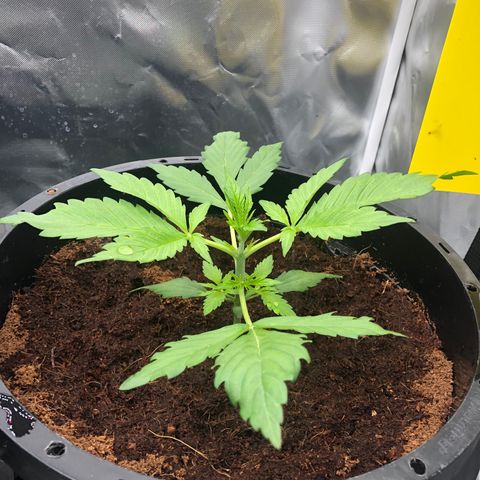 Unknown strain growlog timeline photo