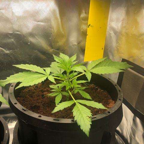 Unknown strain growlog timeline photo