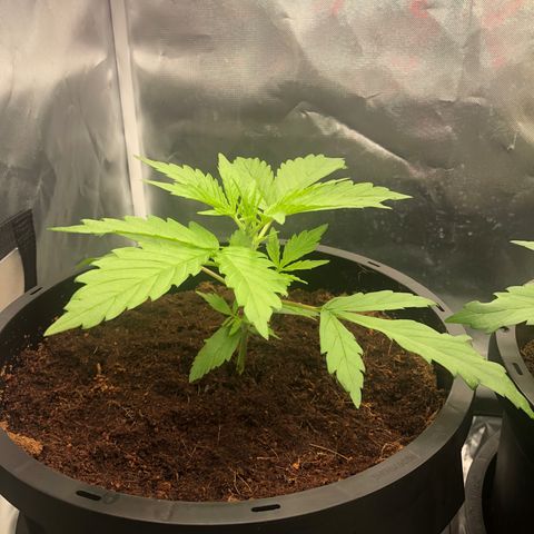 Unknown strain growlog timeline photo