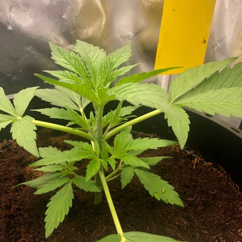 Unknown strain growlog timeline photo