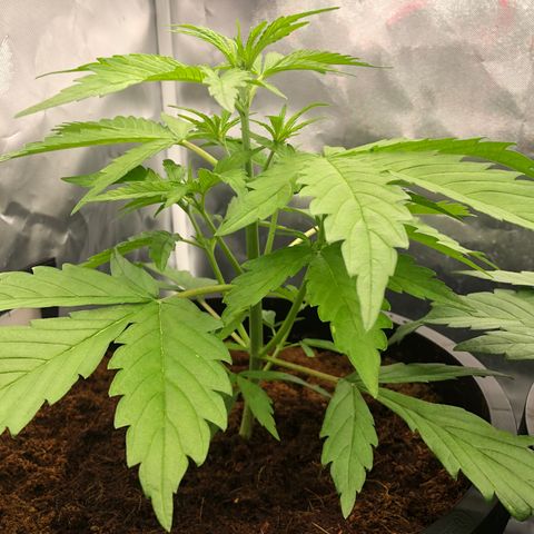Unknown strain growlog timeline photo