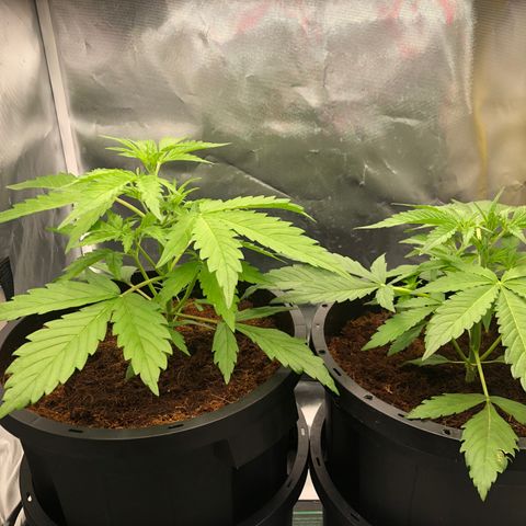 Unknown strain growlog timeline photo