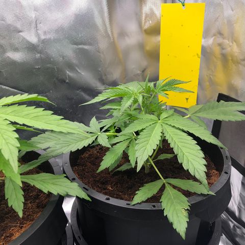 Unknown strain growlog timeline photo
