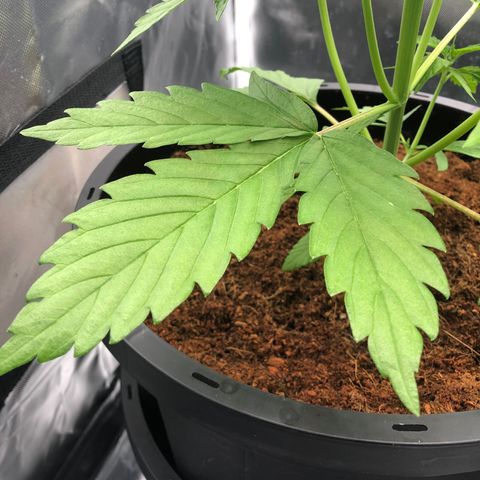 Unknown strain growlog timeline photo