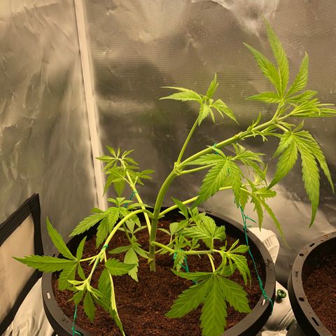 Unknown strain growlog timeline photo