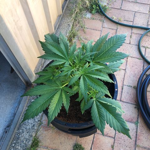 Unknown strain growlog timeline photo