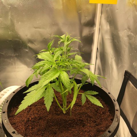 Unknown strain growlog timeline photo