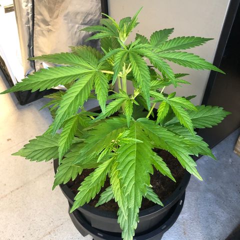 Unknown strain growlog timeline photo