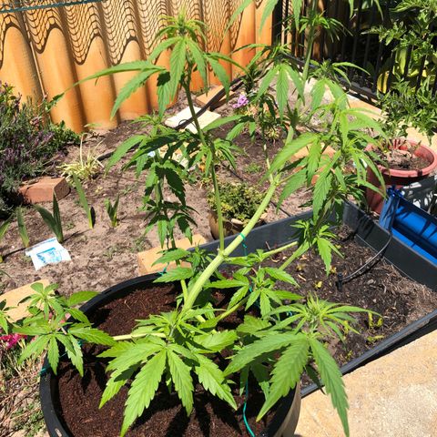Unknown strain growlog timeline photo