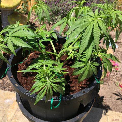 Unknown strain growlog timeline photo