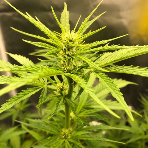 Unknown strain growlog photo: 10 a n b / 20 boost
