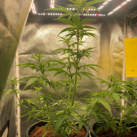 Unknown strain growlog photo: 10 a n b / 20 boost
